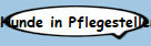 Hunde in Pflegestellen